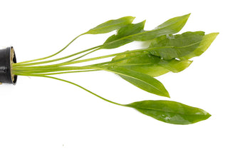 Echinodorus bleheri