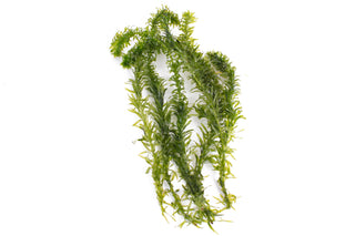 Egeria densa