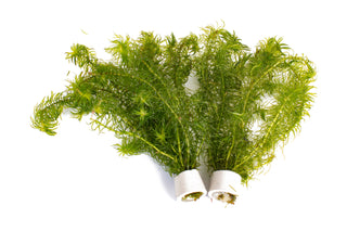 Egeria densa