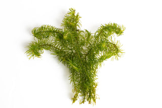 Egeria najas