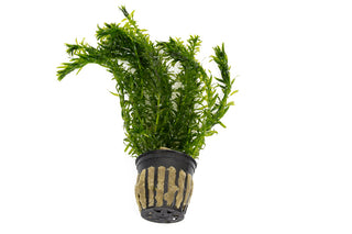 Egeria densa