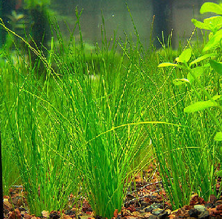 Eleocharis vivipara