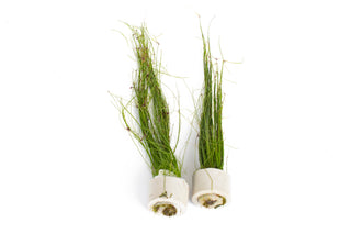Eleocharis vivipara