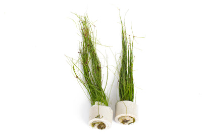 Eleocharis vivipara