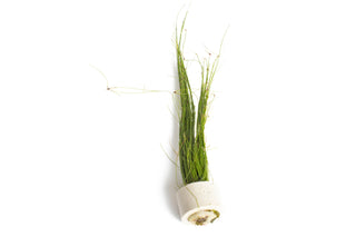 Eleocharis vivipara