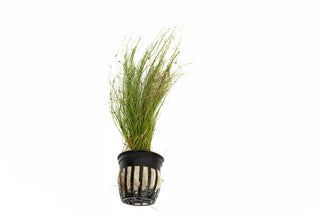Eleocharis vivipara
