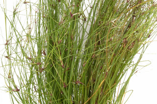 Eleocharis vivipara