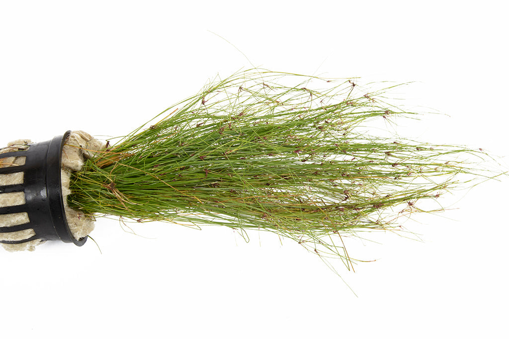 Eleocharis vivipara