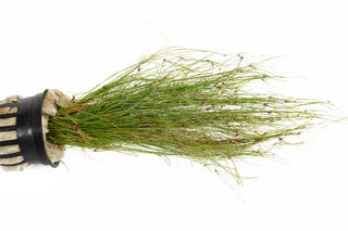 Eleocharis vivipara