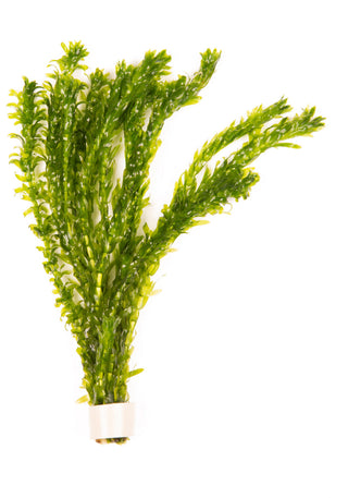 Egeria densa