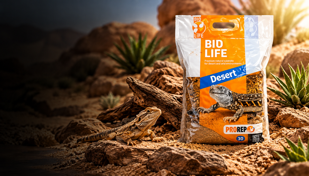 Reptile Bioactive Enclosures Guide