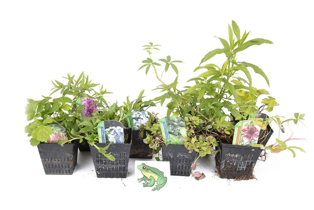 Lincolnshire Pond Plants Frog Marginal 8 Pack Potted - FF802.