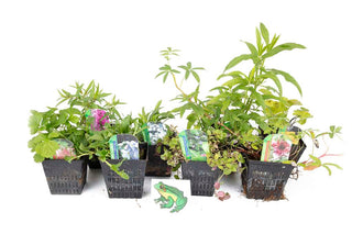Lincolnshire Pond Plants Frog Marginal 8 Pack Potted - FF802.