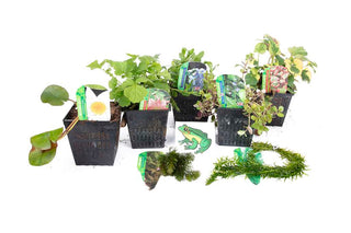 Lincolnshire Pond Plants Frog Pack potted - FFPL02.