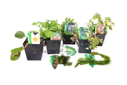 Lincolnshire Pond Plants Frog Pack potted - FFPL02.