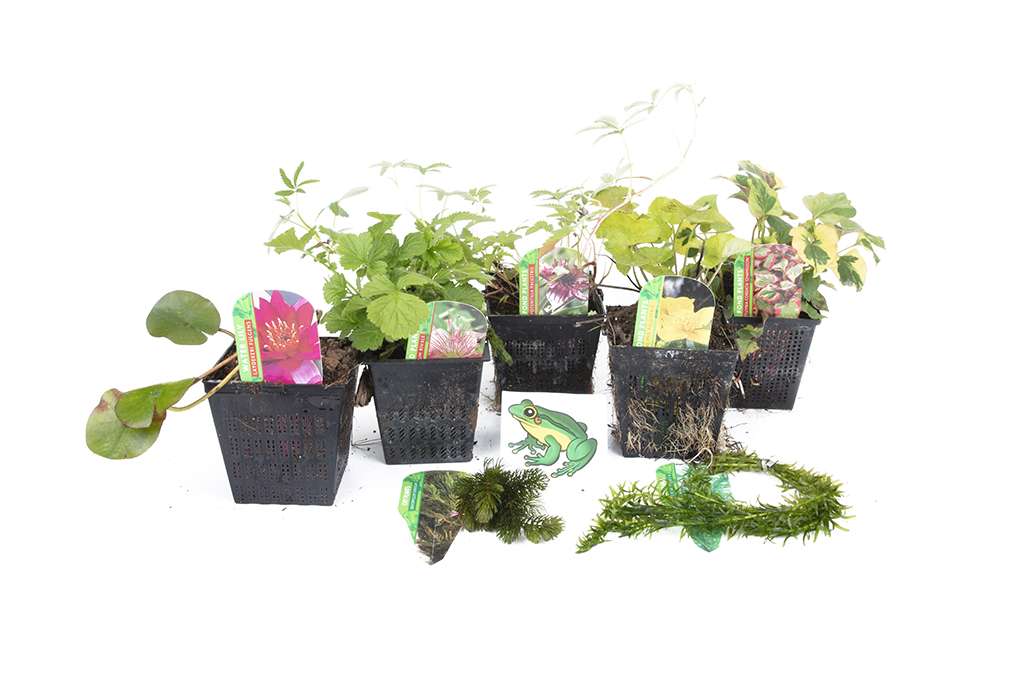 Lincolnshire Pond Plants Frog Pack potted - FFPL02.