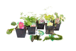 Lincolnshire Pond Plants Frog Pack potted - FFPL02.