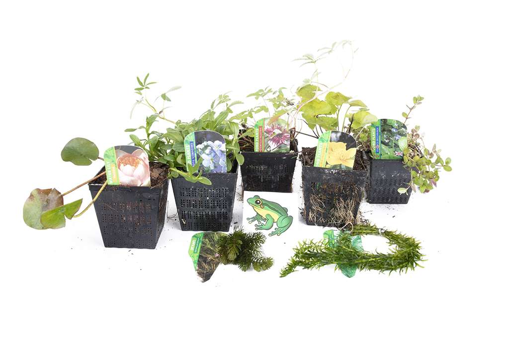 Lincolnshire Pond Plants Frog Pack potted - FFPL02.