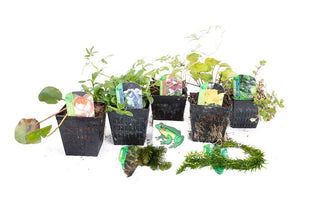 Lincolnshire Pond Plants Frog Pack potted - FFPL02.