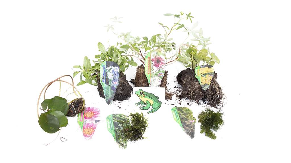 Lincolnshire Pond Plants Frog Pack - FFPL01.