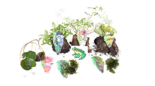 Lincolnshire Pond Plants Frog Pack - FFPL01.