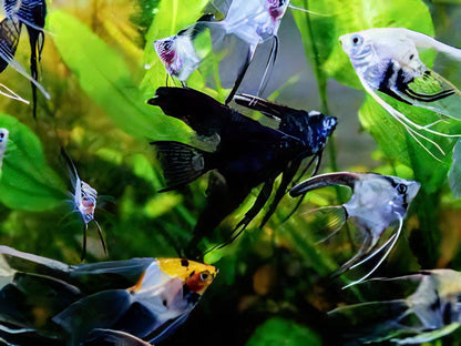A1 Angelfish 10 x Assorted Angelfish Pterophyllum Scalare 3cm -.