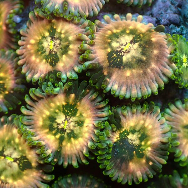 Hawaiian Ding Dang Zoa 3 Polyps - Charterhouse Aquatics