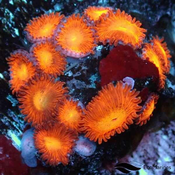 Hells Fire Micro Zoa Frag 15 Polyps - Charterhouse Aquatics
