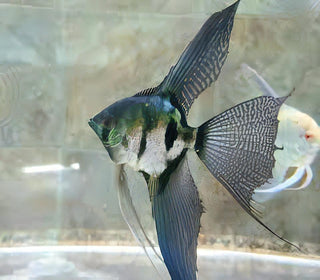 Pinoy Green Ghost Angelfish Pterophyllum Scalare 5cm.