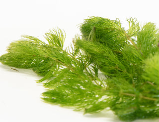 Ceratophyllum demersum