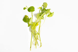 Hydrocotyle leucocephala