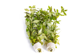 Hygrophila polysperma