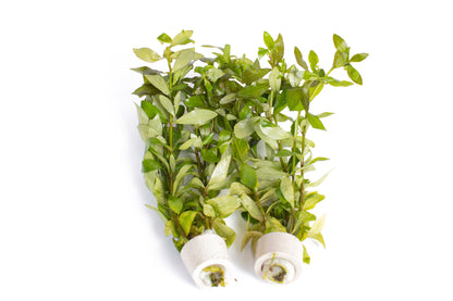 Hygrophila polysperma