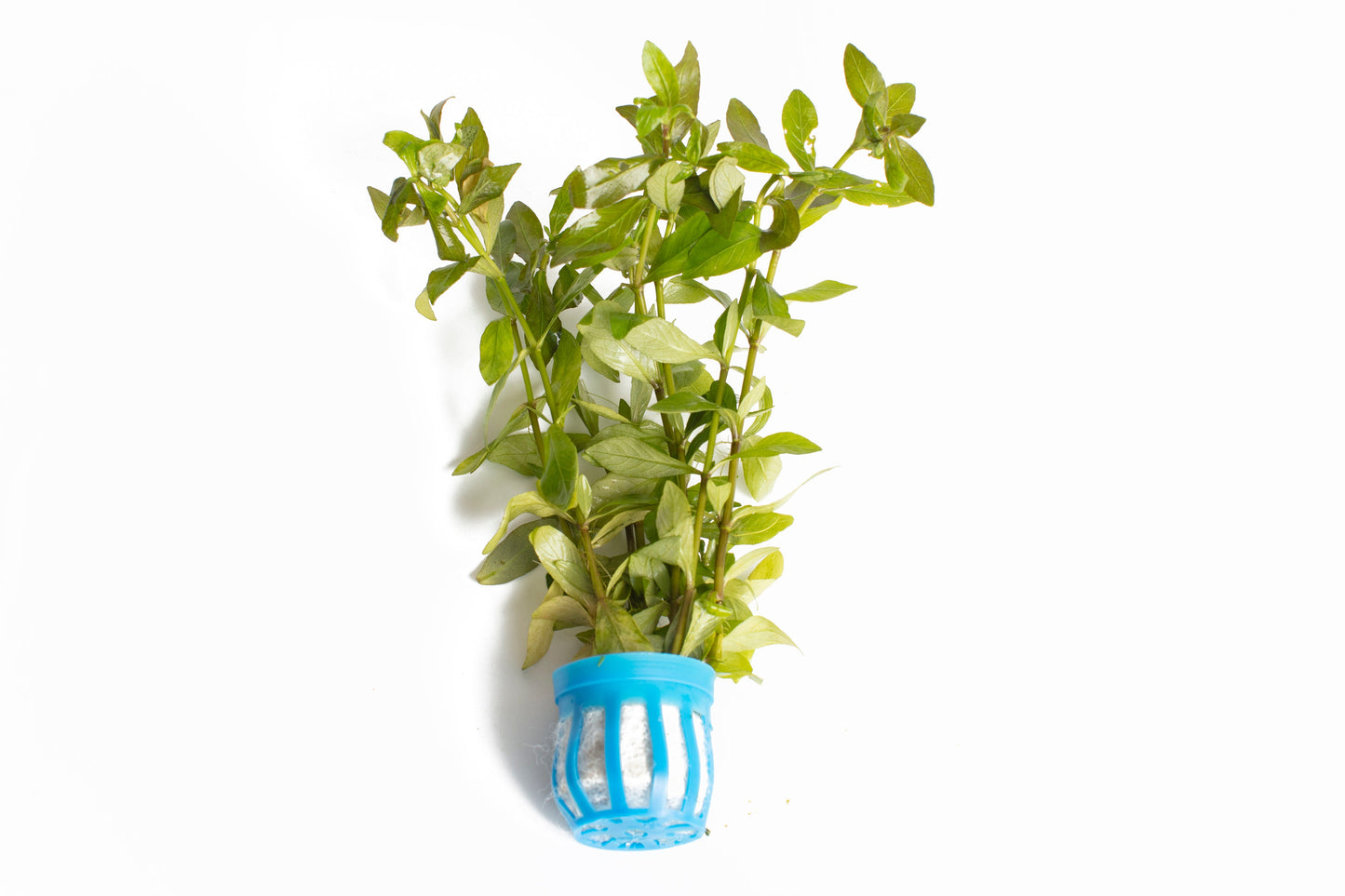 Hygrophila polysperma