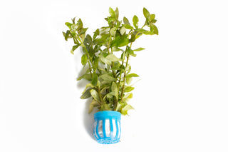 Hygrophila polysperma