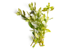 Hygrophila polysperma