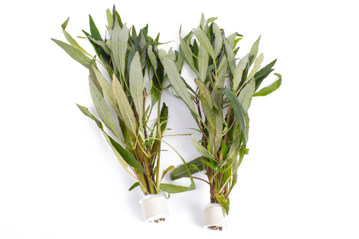 Hygrophila angustifolia