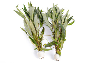 Hygrophila angustifolia