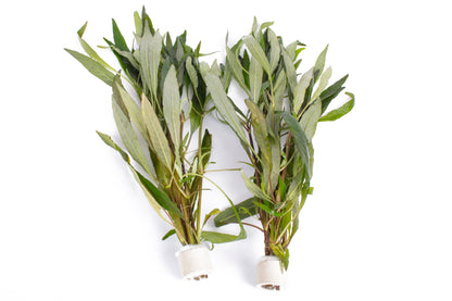 Hygrophila angustifolia