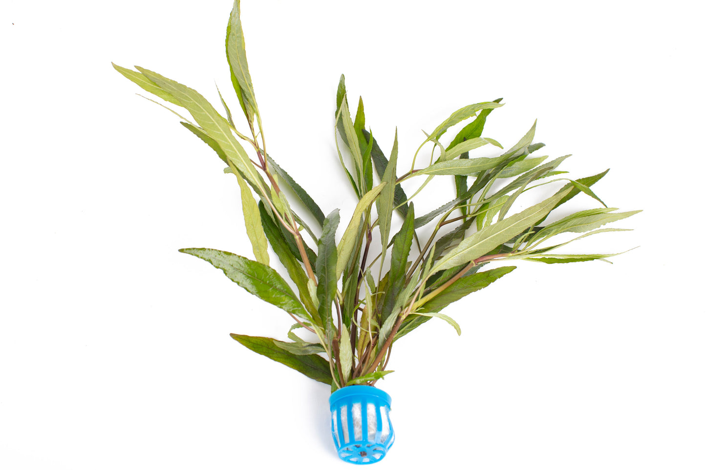 Hygrophila angustifolia