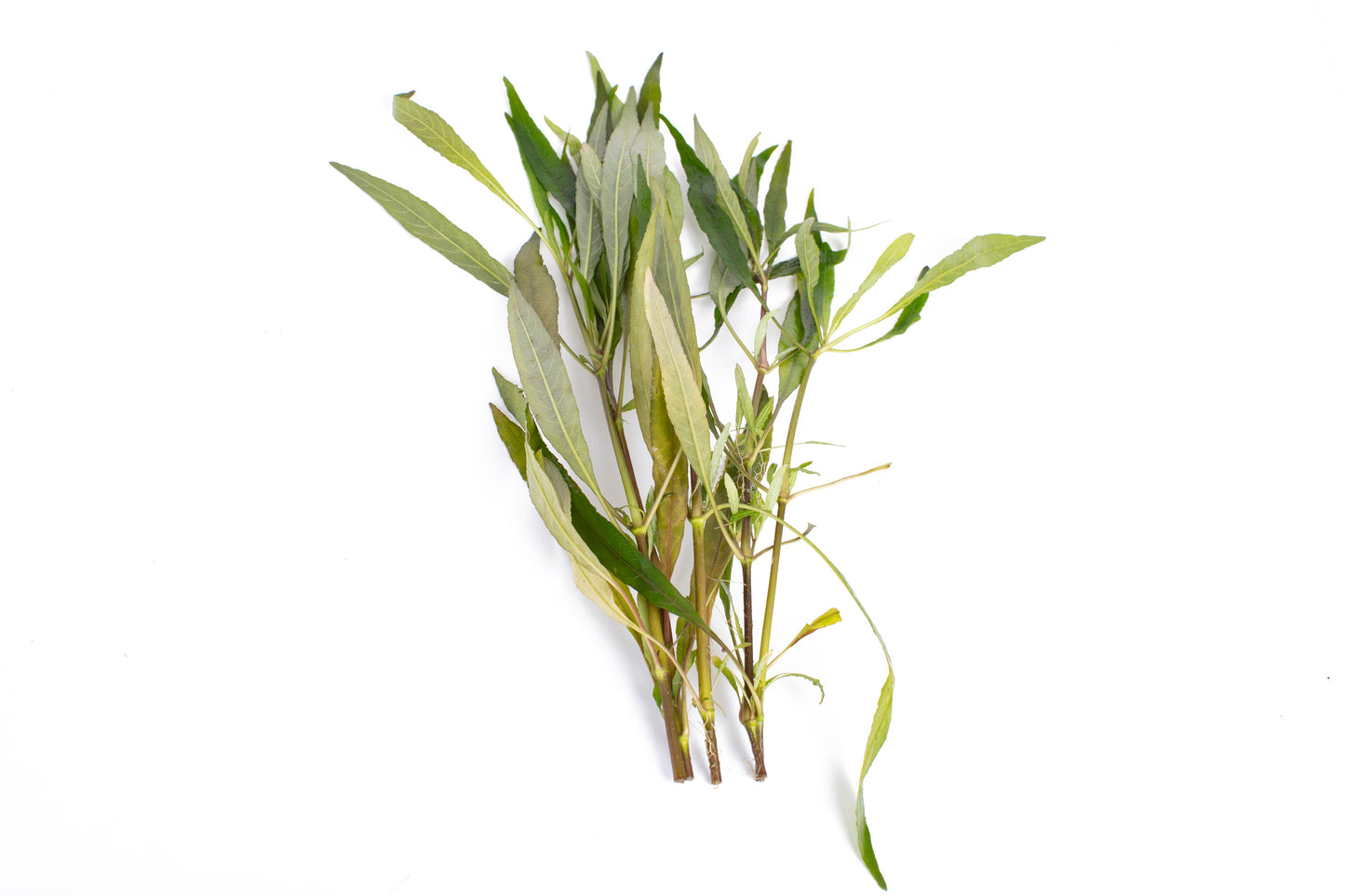 Hygrophila angustifolia