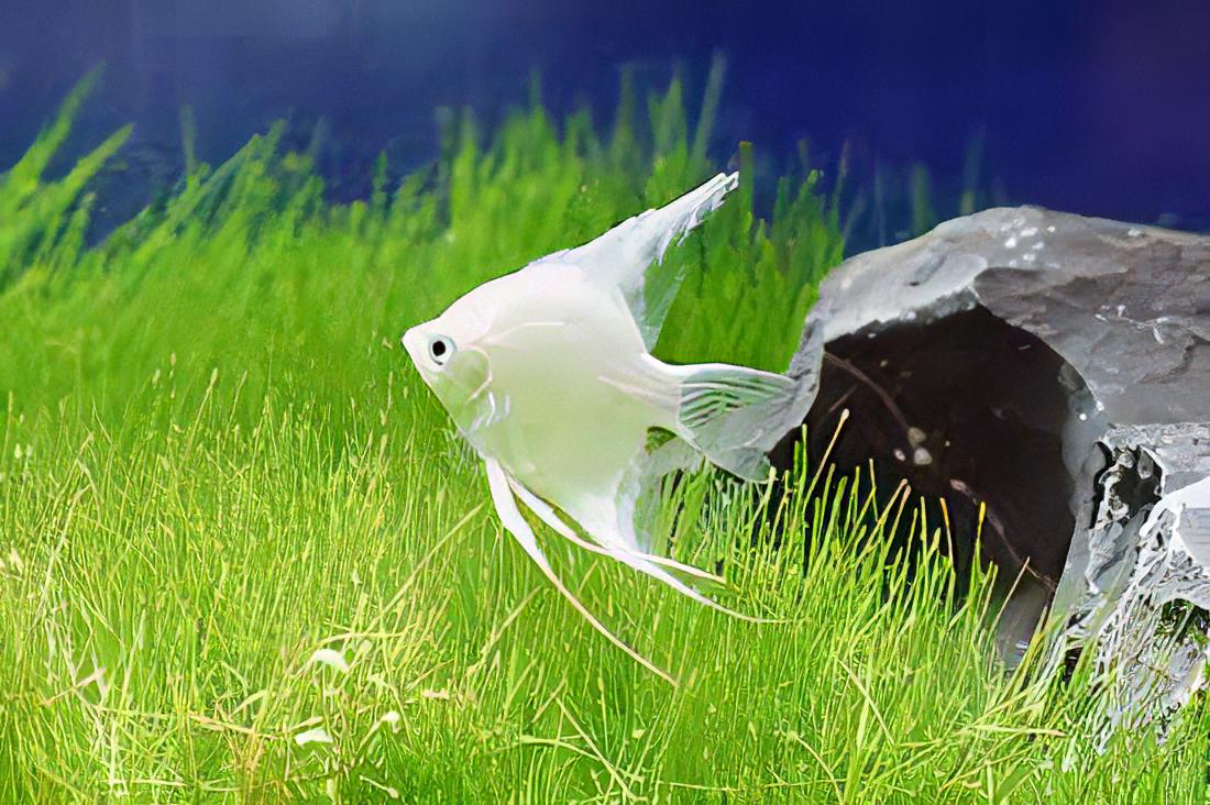 Platinum Angelfish Pterophyllum Scalare.