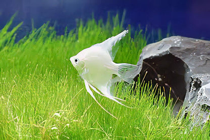 Platinum Angelfish Pterophyllum Scalare.