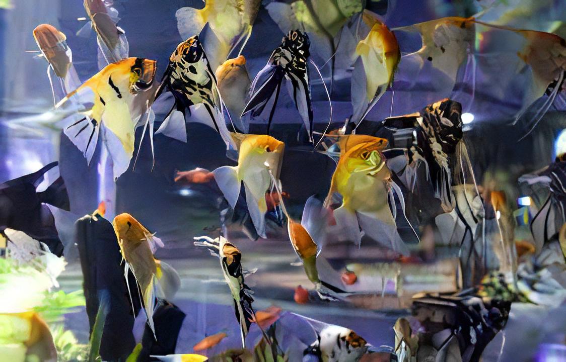A1 Angelfish 10 x Assorted Angelfish Pterophyllum Scalare 3cm -.