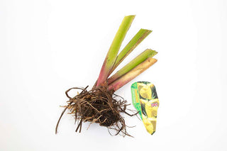 Pond Starter Packs - Pond topup Packs - Oxygenating - Compost and Pots Potted.