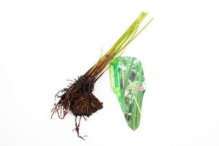 Pond Starter & top up Packs - Oxygenating - Compost and Pots.