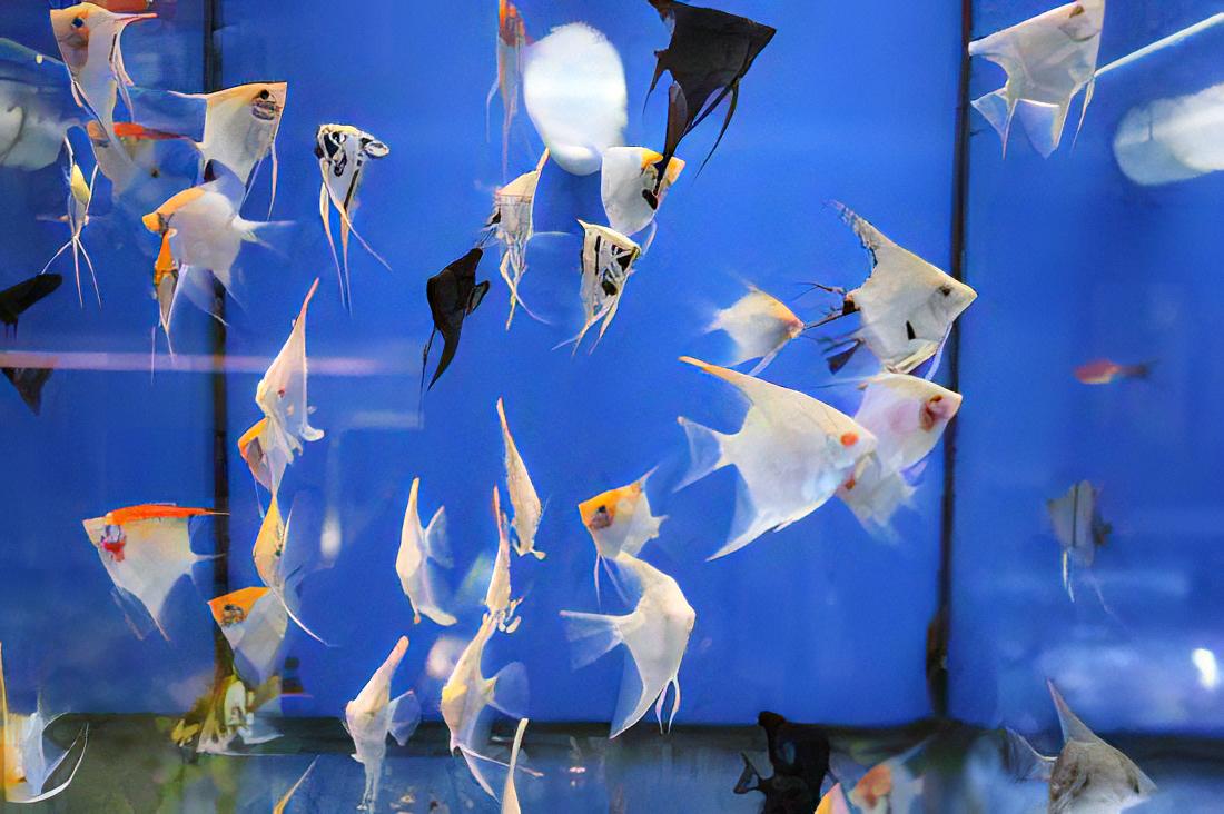 A1 Angelfish 10 x Assorted Angelfish Pterophyllum Scalare 3cm -.