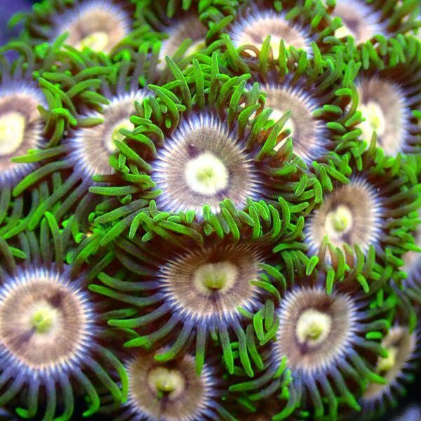 Laser Lemon Zoa 3 Polyps - Charterhouse Aquatics