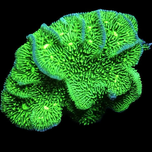 Lettuce Pavona Frag - Charterhouse Aquatics