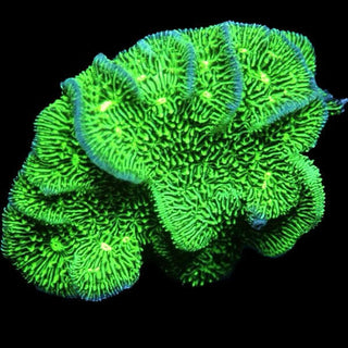 Lettuce Pavona Frag - Charterhouse Aquatics